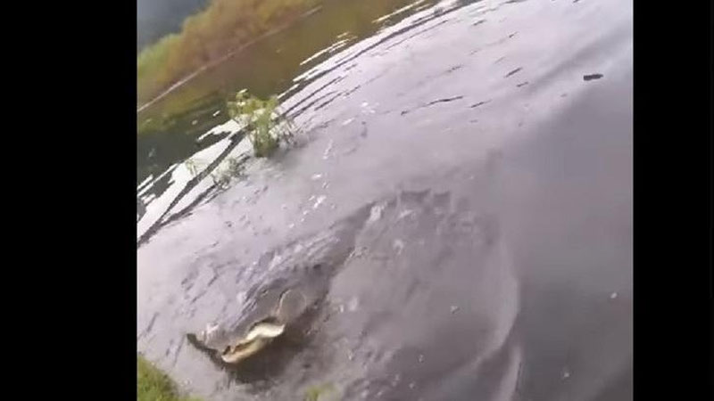 Изрображение 'АЛЛИГАТОР УТАЩИЛ УЛОВ РЫБАКА ВО ФЛОРИДЕ (ВИДЕО)'