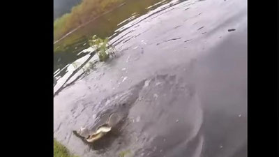 Изрображение 'АЛЛИГАТОР УТАЩИЛ УЛОВ РЫБАКА ВО ФЛОРИДЕ (ВИДЕО)'