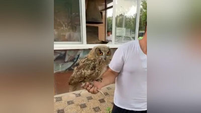 Изрображение 'Обнаруженного на Чиланзаре привязанного филина отправили в столичный зоопарк'