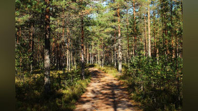 Изрображение 'В системе Госкомлесхоза будет создан Техникум лесного хозяйства'