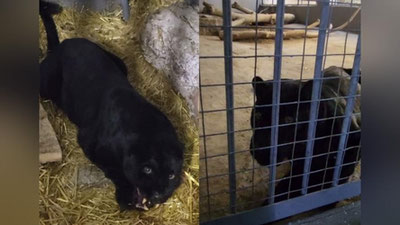 'Toshkent hayvonot bog`iga panteralar olib kelindi(video)'ning rasmi