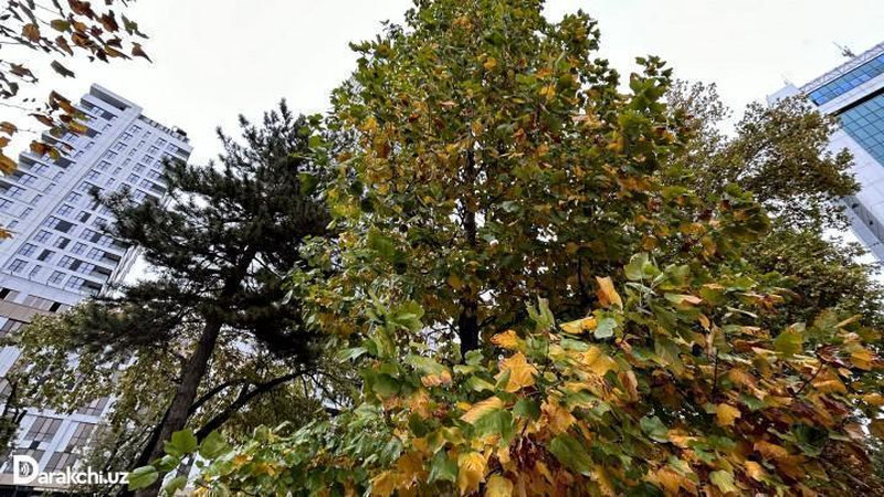 '15 noyabr kuni O`zbekistonda harorat 27 darajagacha ko`tariladi'ning rasmi