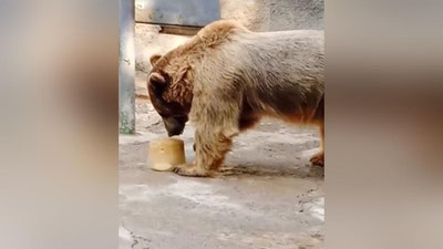 Изрображение 'Медведей в Ташкентском зоопарке охладили с помощью фруктового мороженого (видео)'