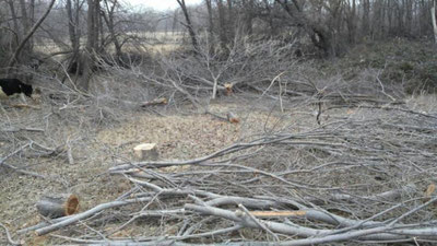 Изрображение 'На территории Бекабадского лесного хозяйства незаконно вырубили 162 дерева'