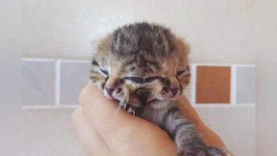 'АФРИКАДА 2 ТУМШУҚЛИ 3 КЎЗЛИ МУШУКЧА ДУНЁГА КЕЛДИ'ning rasmi