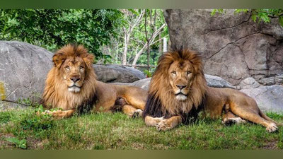 'Yaponiyada ikki sher koronavirusdan halok bo`ldi'ning rasmi