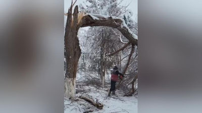 Изрображение 'В Ташкенте из-за ломающихся деревьев временно закрыт зоопарк (видео)'
