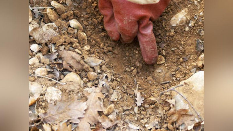 'BRITANIYaLIK TALABA  VII ASRGA OID  QABRDAN  XAZINA TOPDI'ning rasmi