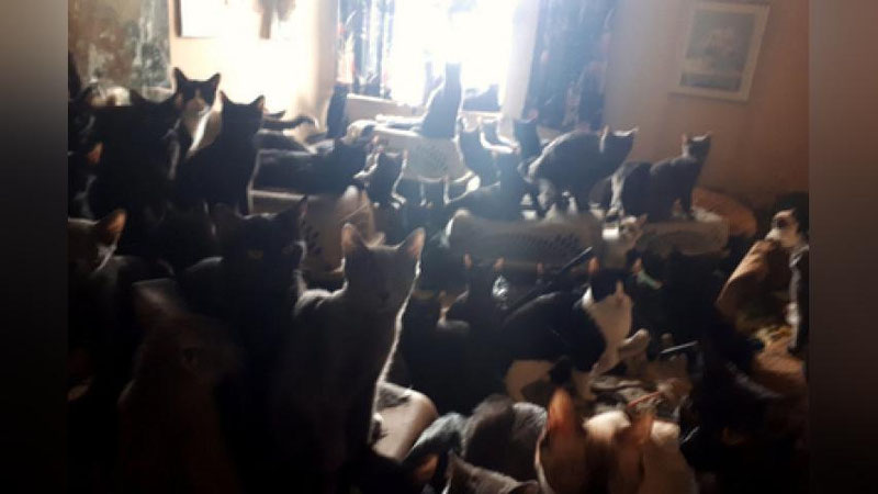 'Kanadalikning uyidan 300 ta mushuk topildi 'ning rasmi