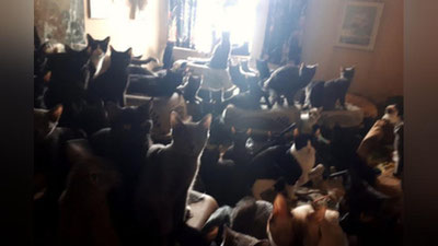 'Kanadalikning uyidan 300 ta mushuk topildi 'ning rasmi