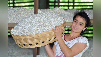 'ЎЗБЕКИСТОНЛИК ПИЛЛАКОРЛАРГА 142 ТА АВТОМОБИЛЬ ВА 710 ТА ТЕЛЕФОН БЕПУЛ ТАРҚАТИЛДИ'ning rasmi