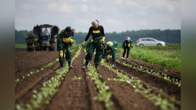 Изрображение 'Минсельхоз России может привлечь 1108 граждан Узбекистана для работы в АПК'