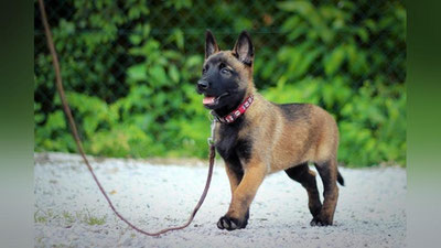 Изрображение 'Ученые назвали самую умную породу собак'