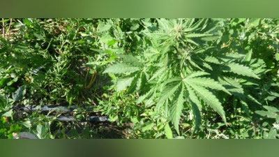 'Tomorqasiga nasha ekkan surxondaryolik fuqaroga jinoyat ishi qo`zg`atildi'ning rasmi