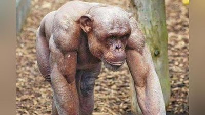 'Kal shimpanze Internet tarmog`ida mashhur bo`ldi'ning rasmi