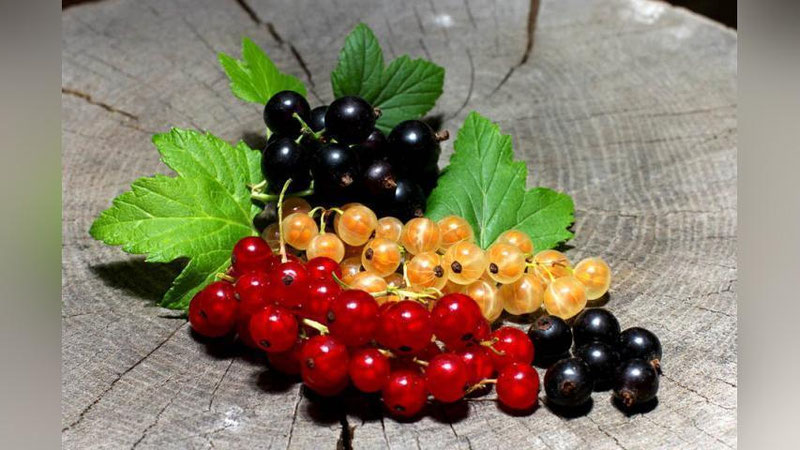 'Tabotat: KAMQONLIK VA DIYaREYaGA ShIFO MEVA  'ning rasmi