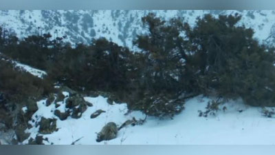 Изрображение 'Фотоловушка в заповеднике в Узбекистане запечатлела пару редчайших животных (видео)'