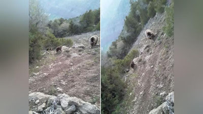 Изрображение 'В горах Кашкадарьи местные жители встретили медведицу с медвежатами'