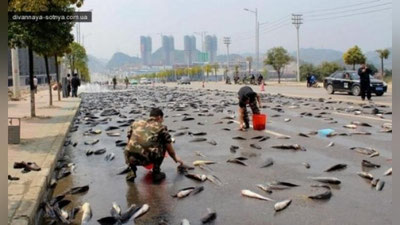 'Avstraliyada baliqli yomg`ir yog`di'ning rasmi