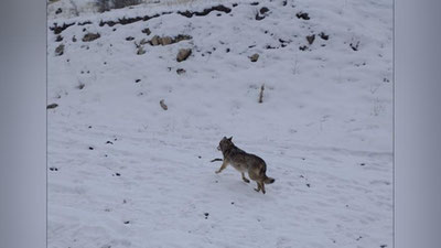 Изрображение 'Волка, которого держали в качестве трофея в Заамине, выпустили в дикую природу'