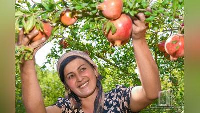 '25 sentyabr-1 oktyabr kunlari Qashqadaryoda birinchi xalqaro anor festivali o`tkaziladi'ning rasmi