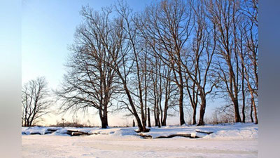 'Toshkentda har bir daraxtning pasporti shakllantiriladi'ning rasmi