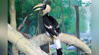 Изрображение 'В СТОЛИЧНЫЙ ЗООПАРК ПРИБЫЛИ ДВЕ ПТИЦЫ-НОСОРОГИ'