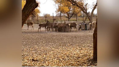 'Noyob jonivor va o`simliklarni asrab qolish uchun Quyi Amudaryo biorezervatiga yordam kerak'ning rasmi