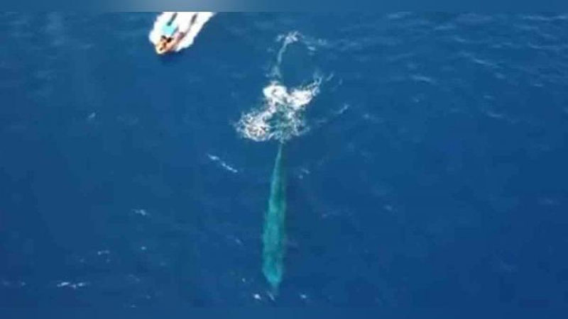 'Qizil dengizda ko`k kit paydo bo`ldi (Video)'ning rasmi