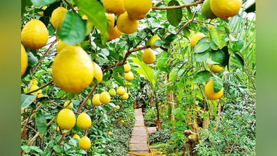 'Лимон етиштирувчилар ва экспорт қилувчилар уюшмаси ташкил этилди'ning rasmi