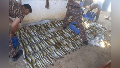 'Жиззахда 541 та балиқ ноқонуний овланди. Зарар — 178 миллион 530 минг сўм'ning rasmi