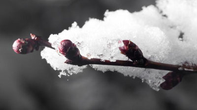 '23 март куни Ўзбекистоннинг баъзи ҳудудларида қор ёғиши мумкин'ning rasmi