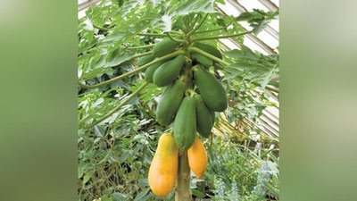 'Шифо маслаҳат: “АФРИКАЧА ҚОВУН” — ПАПАЙЯНИНГ ШИФОБАХШЛИГИ'ning rasmi