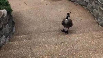 'Ғоз ҳақорат қилган одамни қувиб солди (Видео)'ning rasmi