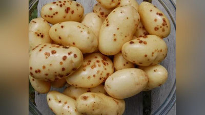 Изрображение 'Черные пятна на картофеле и трехцветные помидоры: откуда появляются такие овощи?'
