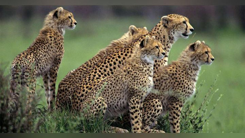 'Turistlar oilasi sal qolsa gepardlarga o`lja bo`layozdi (Video)'ning rasmi