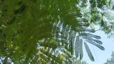 Изрображение 'В Ташкенте пик жары пройден: сегодня воздух прогреется до +38'