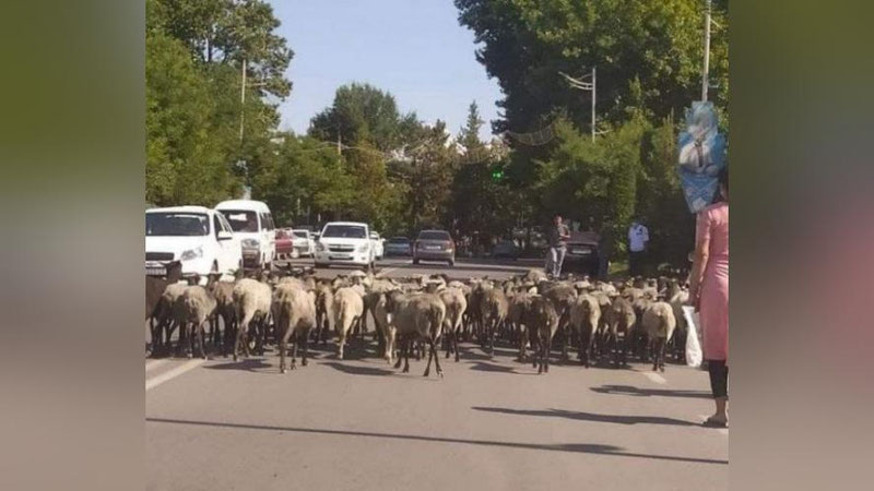 'Namanganda hokimlik binosi oldida qo`ylarni “mehmon qilgan" tadbirkorga chora ko`rildi'ning rasmi