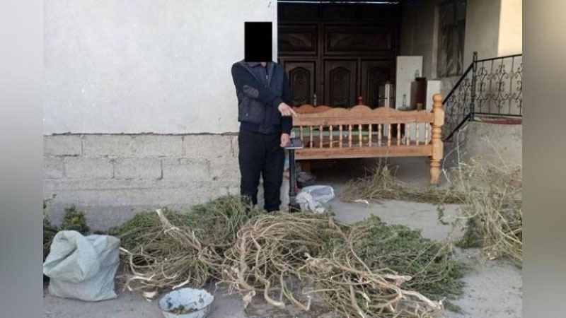 'Samarqanddagi xonadonda qariyb 32 kg marixuana topildi'ning rasmi