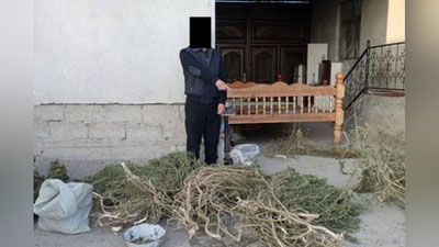 'Samarqanddagi xonadonda qariyb 32 kg marixuana topildi'ning rasmi