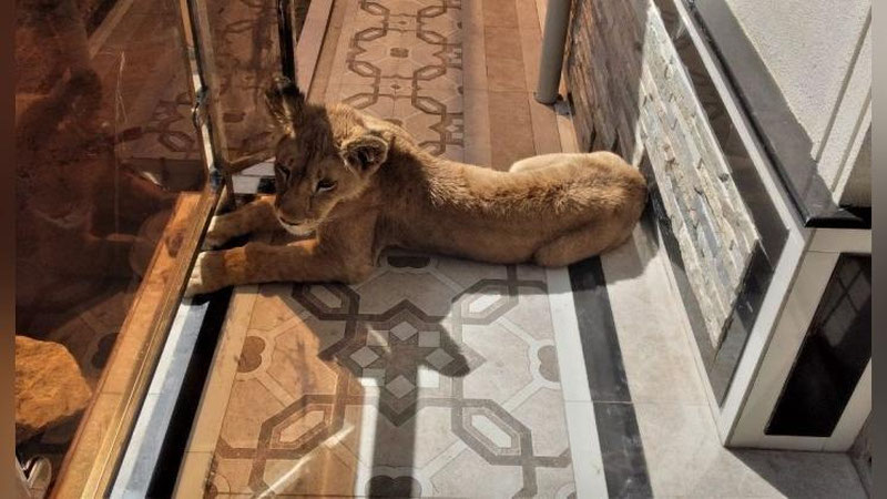 'O`zbekistonda ayrim yovvoyi hayvonlarni uyda saqlash taqiqlanmoqda'ning rasmi