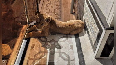 'O`zbekistonda ayrim yovvoyi hayvonlarni uyda saqlash taqiqlanmoqda'ning rasmi