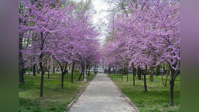 '29 март куни ёмғир ёғиб, момақалдироқ бўлиши мумкин'ning rasmi