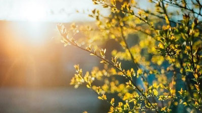 'Бугун ҳаво ҳарорати +32 даражагача кўтарилади — "Ўзгидромет"'ning rasmi