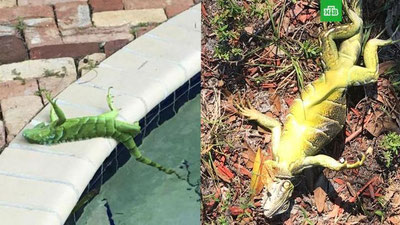 'АҚШда аномал совуқ туфайли осмондан “игуана”ли ёмғир ёғди (Видео)'ning rasmi