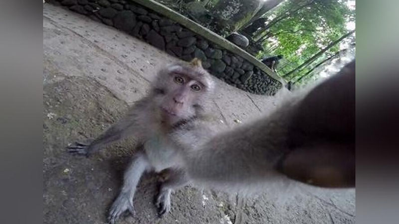 Изрображение 'Обезьяна сделала репортаж, отняв у туриста камеру (Видео)'