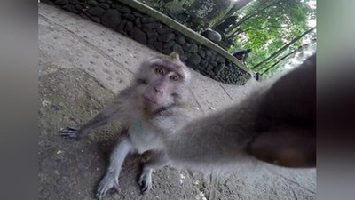 Изрображение 'Обезьяна сделала репортаж, отняв у туриста камеру (Видео)'