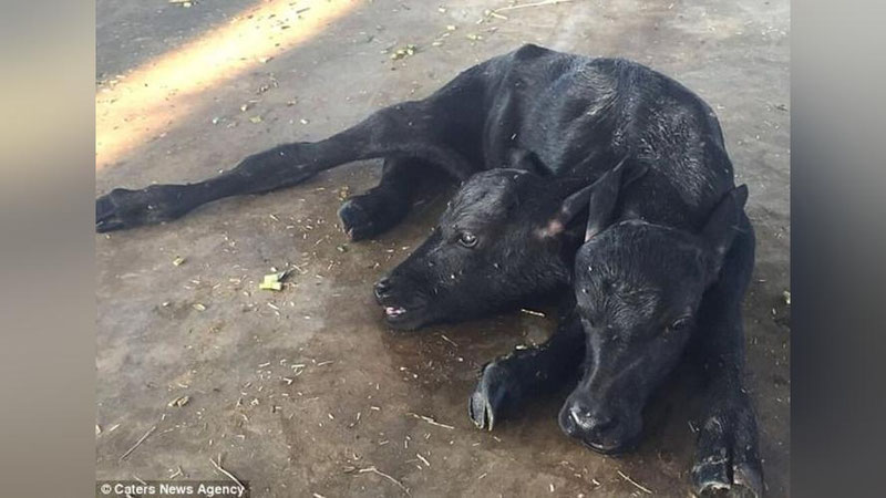 'POKISTONDA IKKI BOShLI BUZOQ TUG`ILDI (VIDEO)'ning rasmi