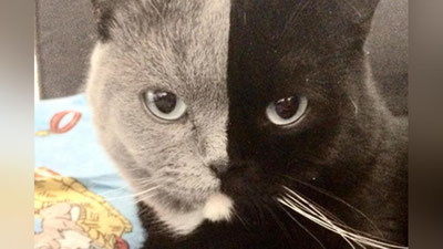 'Фотосуратчи юзи икки хил рангли мушукнинг суратини намойиш қилди'ning rasmi