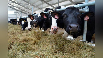 'O`zbekistonning 25 ta tumanida chorvachilik klasterlari tashkil etiladi'ning rasmi